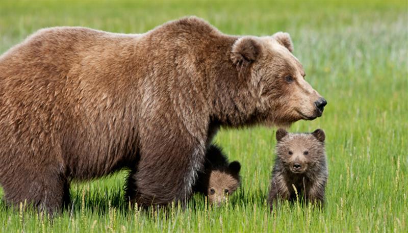Non fare l'orso…esci dal letargo!